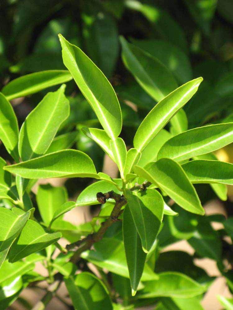              Sun leaves (Riverside, CA)       